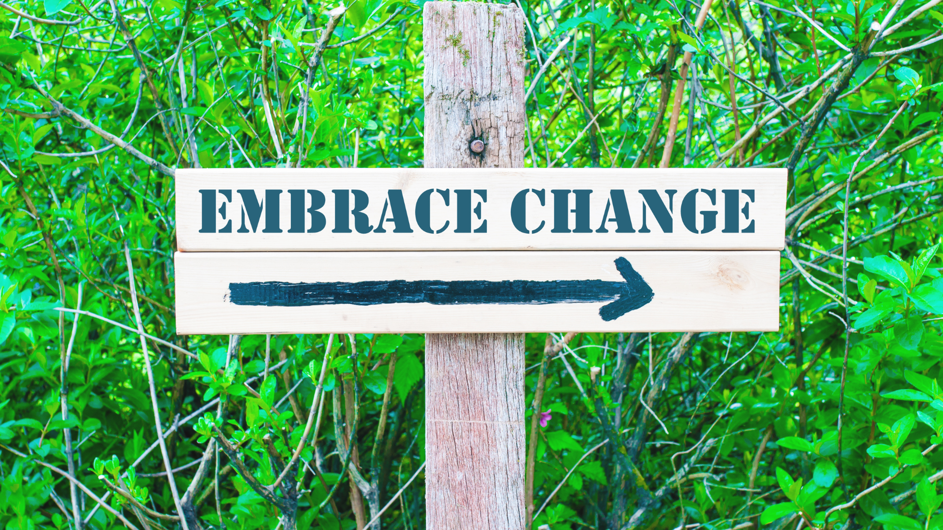 Building a Change-Ready Culture: Key Strategies for Success 